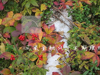 凤凰金融线下定期理财逾期 凤凰金融线下定期理财逾期