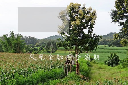凤凰金融网贷逾期 凤凰金融网贷逾期
