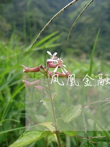 凤凰金融网贷逾期原因 凤凰金融网贷逾期原因