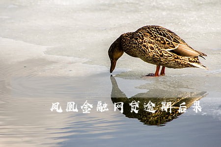 凤凰金融网贷逾期后果 凤凰金融网贷逾期后果