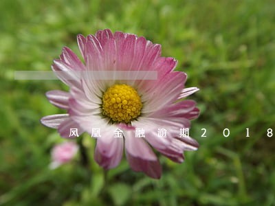凤凰金融逾期2018年6月 凤凰金融逾期2018年6月