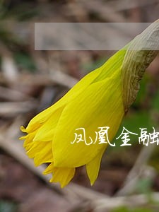 凤凰金融逾期300天 凤凰金融逾期300天