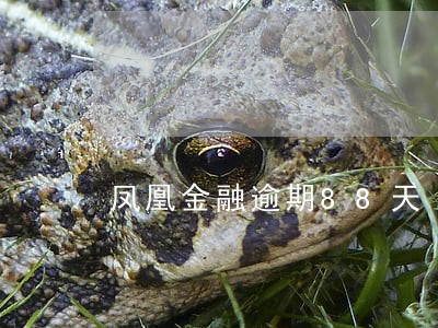 凤凰金融逾期88天 凤凰金融逾期88天