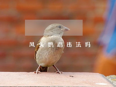 凤头鹦鹉违法吗 凤头鹦鹉违法吗