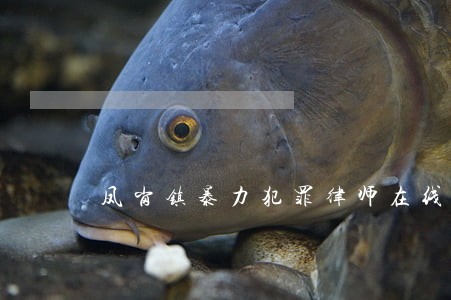 凤岗镇暴力犯罪律师在线免费咨询 凤岗镇暴力犯罪律师在线免费咨询