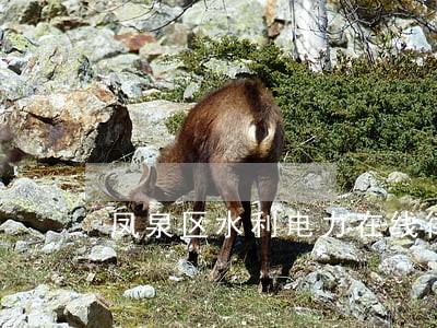 凤泉区水利电力在线律师 凤泉区水利电力在线律师