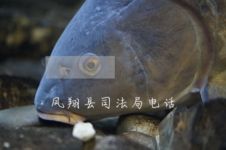 凤翔县司法局电话 凤翔县司法局电话