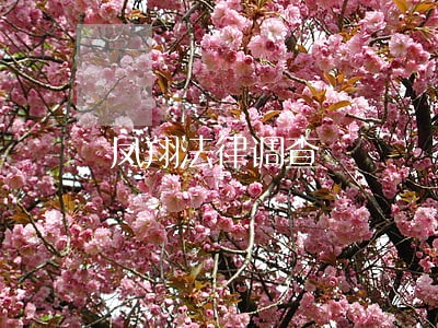凤翔法律调查 凤翔法律调查
