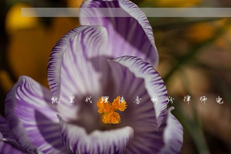 凯里代理债务纠纷律师电话咨询 凯里代理债务纠纷律师电话咨询