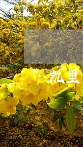 凯里司法局招聘 凯里司法局招聘
