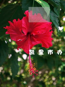 凯里市办理债务纠纷律师咨询免费 凯里市办理债务纠纷律师咨询免费