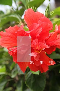 凯里擅长离婚律师选谁 凯里擅长离婚律师选谁