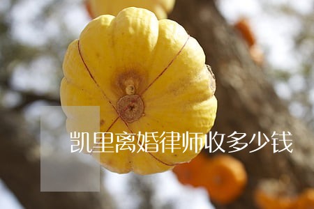 凯里离婚律师收多少钱