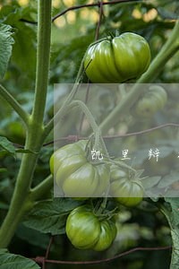 凯里辩护专业律师 凯里辩护专业律师