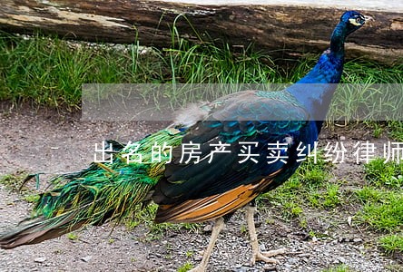 出名的房产买卖纠纷律师 出名的房产买卖纠纷律师