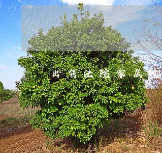 出售法院家属院带院3室 出售法院家属院带院3室
