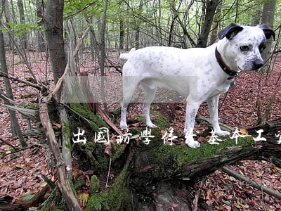 出国访学停发基本工资违法 出国访学停发基本工资违法