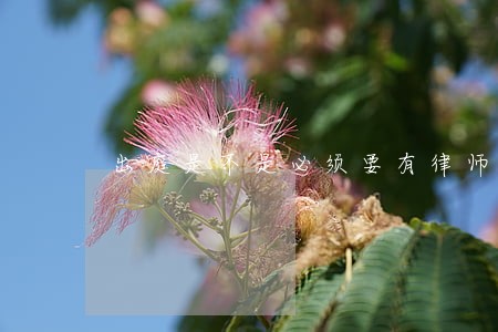 出庭是不是必须要有律师资格证 出庭是不是必须要有律师资格证