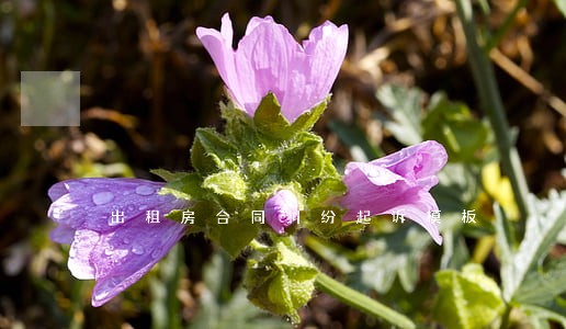 出租房合同纠纷起诉模板 出租房合同纠纷起诉模板