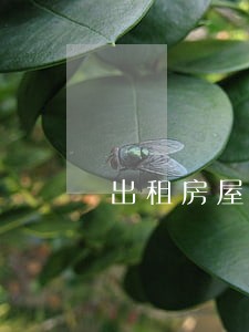 出租房屋违法建筑