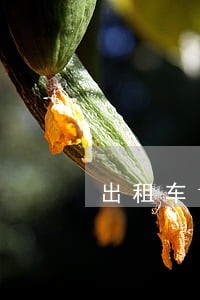 出租车14分钟违法4次 出租车14分钟违法4次