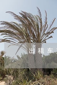 出租车交通事故被法院查封了