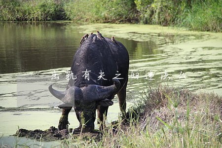 出轨有夫之妇违法么