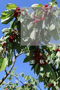 出轨离婚就能解决问题吗 出轨离婚就能解决问题吗