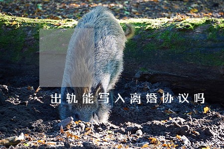 出轨能写入离婚协议吗 出轨能写入离婚协议吗