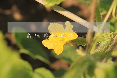 出轨诉讼离婚 出轨诉讼离婚
