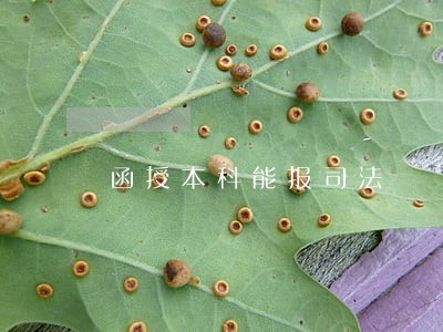 函授本科能报司法