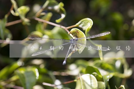 分4期的网贷逾期上征信吗 分4期的网贷逾期上征信吗