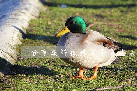 分享破解软件算不算违法 分享破解软件算不算违法