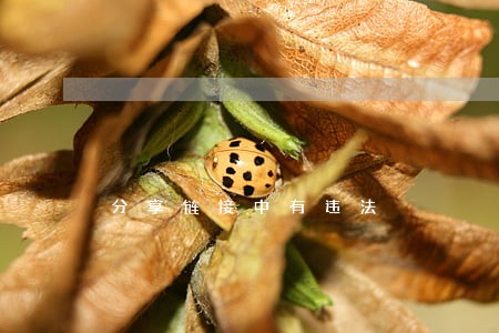 分享链接中有违法 分享链接中有违法