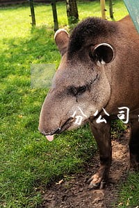分公司注销后债权债务律师费用 分公司注销后债权债务律师费用