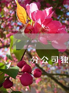 分公司独立承担责任诉讼主体