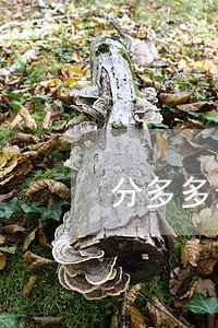 分多多逾期2天没接到催收电话 分多多逾期2天没接到催收电话
