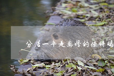 分居一年是离婚的条件吗 分居一年是离婚的条件吗