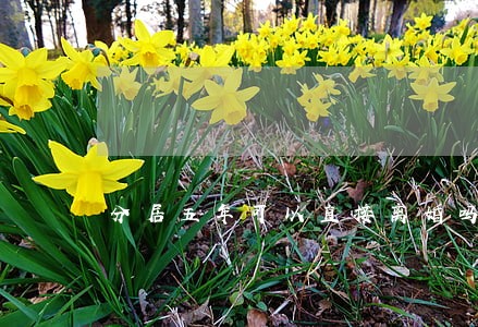 分居五年可以直接离婚吗