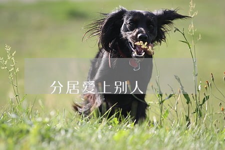 分居爱上别人