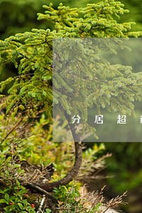 分居超过几年能自动离婚 分居超过几年能自动离婚