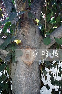 分时传媒业绩对赌失败被诉讼 分时传媒业绩对赌失败被诉讼