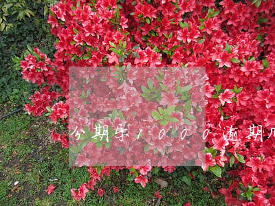 分期乐1000逾期几个月了 分期乐1000逾期几个月了