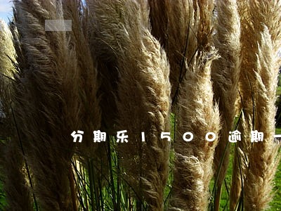分期乐1500逾期一个月 分期乐1500逾期一个月