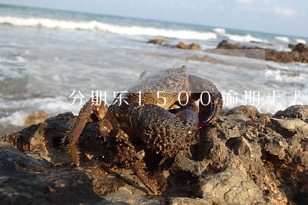 分期乐1500逾期十天 分期乐1500逾期十天