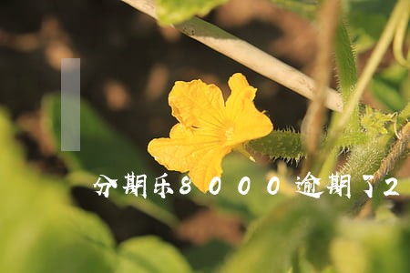 分期乐8000逾期了2个月 分期乐8000逾期了2个月