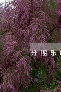 分期乐8000逾期四百多天 分期乐8000逾期四百多天