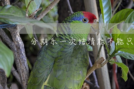 分期乐一次结清能不能只还本金 分期乐一次结清能不能只还本金
