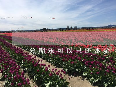 分期乐可以只还本金 分期乐可以只还本金
