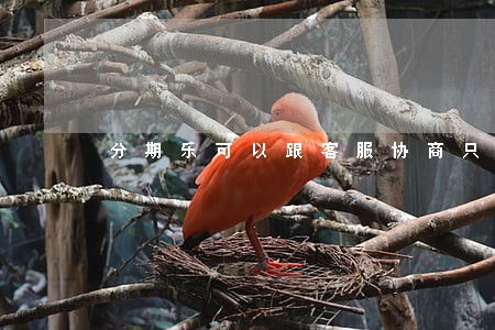 分期乐可以跟客服协商只还本金吗 分期乐可以跟客服协商只还本金吗